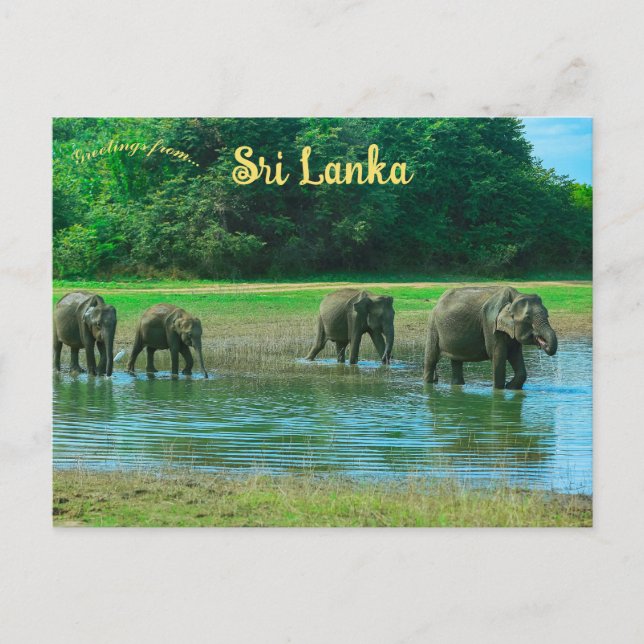 Elefanten im Udawalawa-Nationalpark Sri Lanka Postkarte (Vorderseite)