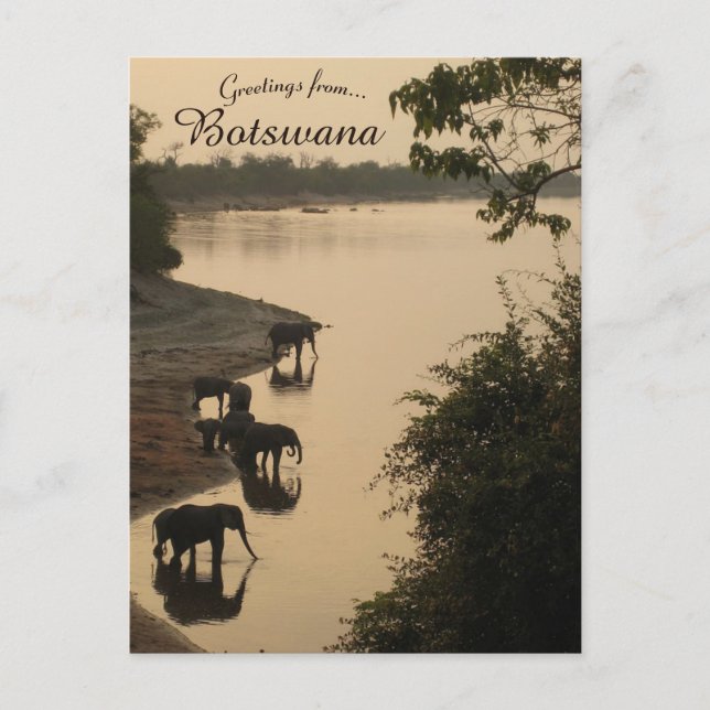 Elefanten in Botswana Postkarte (Vorderseite)