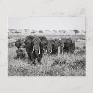 Elefanten in der Masai Mara Postkarte