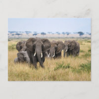 Elefanten in der Masai Mara