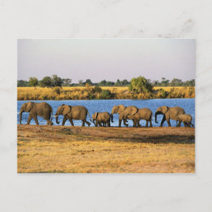 Elefanten Postkarte