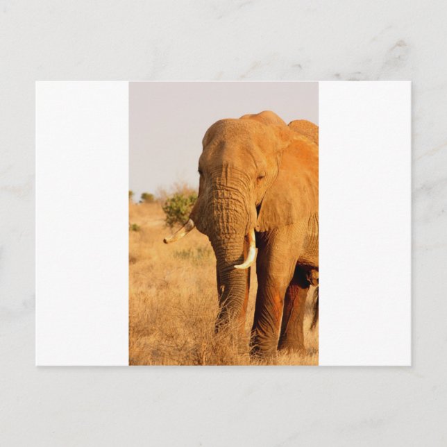 Elefanten Postkarte (Vorderseite)