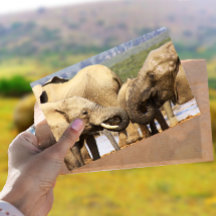 Elefanten vor der Postkarte