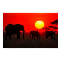 Elefantenfamilie beim Sonnenuntergang