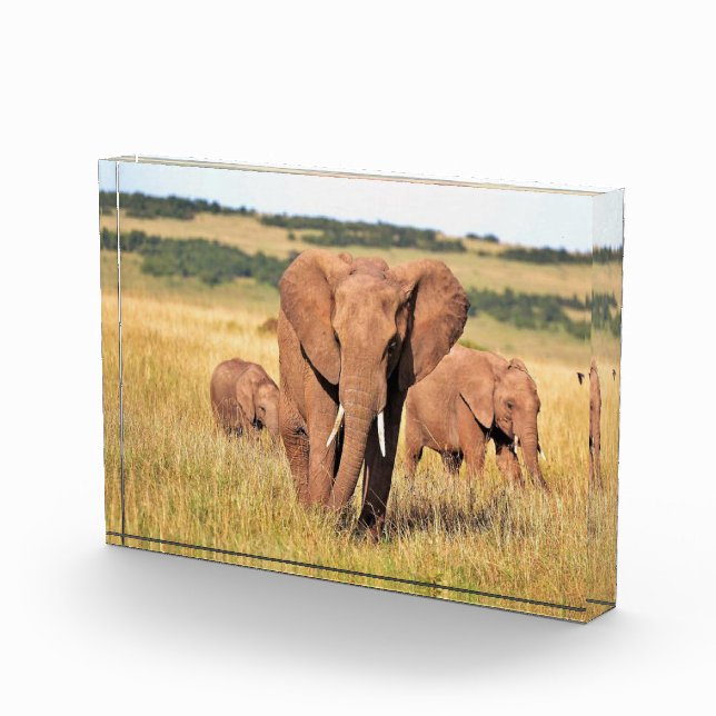 Elefantenfamilie im Gebüsch Fotoblock (Rechts)