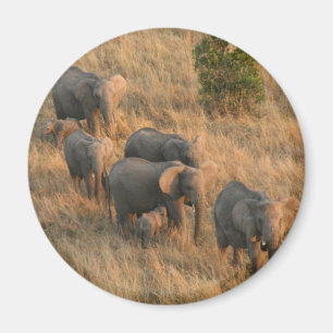 Elefantenfamilie Magnet