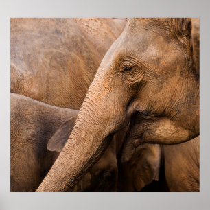 Elefantenfamilie: Majestic Wildlife Poster