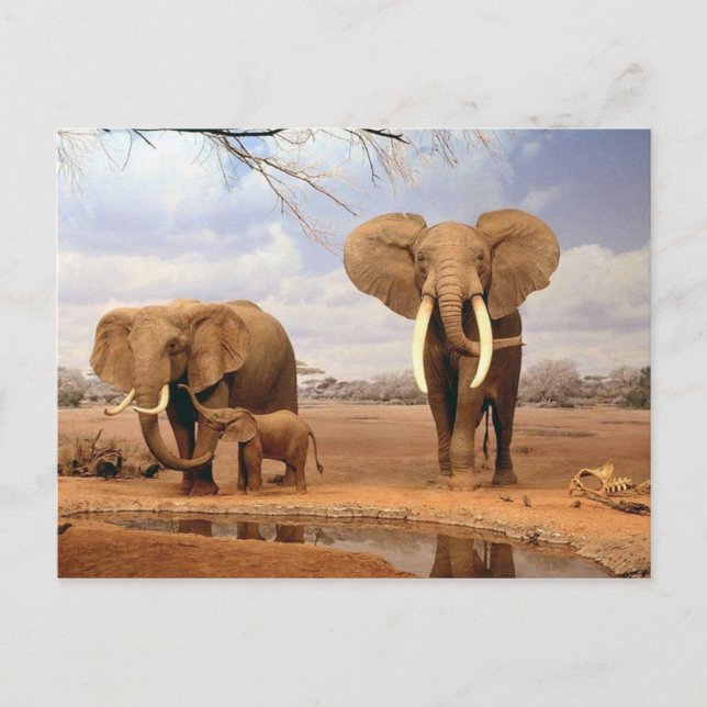 Elefantenfamilie Postkarte (Vorderseite)
