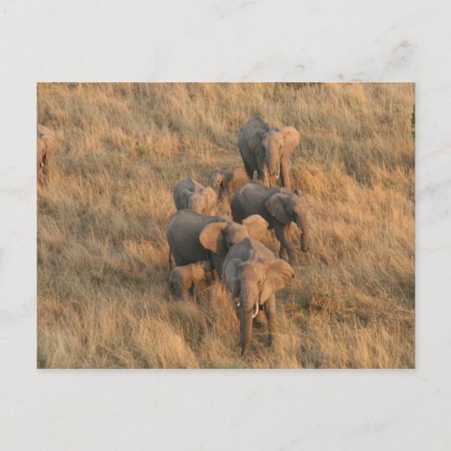Elefantenfamilie Postkarte (Vorderseite)