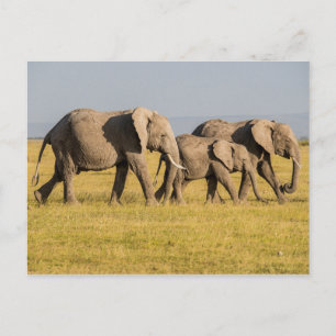 Elefantenfamilienwandern Postkarte