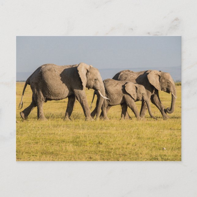 Elefantenfamilienwandern Postkarte (Vorderseite)