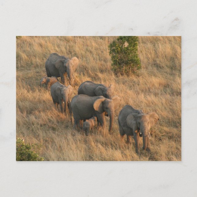 Elefantenfliege Postkarte (Vorderseite)