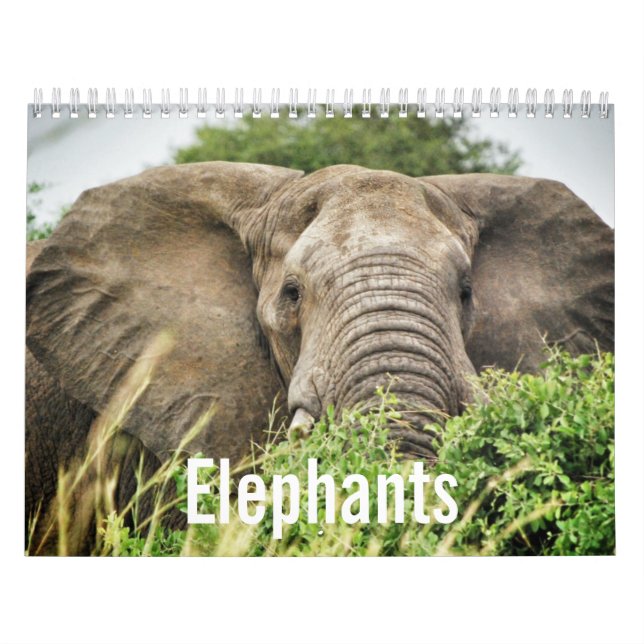 Elefantenliebhaber, Elefantenfarbfotos Kalender (Titelbild)
