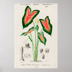 Elefantenohr (Caladium bicolor) Poster