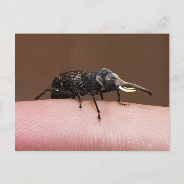 Elefantenpostkarte Postkarte (Vorderseite)
