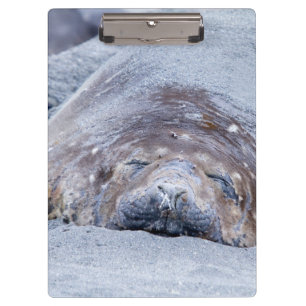 Elefantenschlafen Siegel Klemmbrett