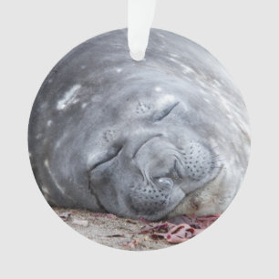 Elefantenschlafen Siegel Ornament