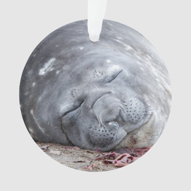 Elefantenschlafen Siegel Ornament (Vorderseite)