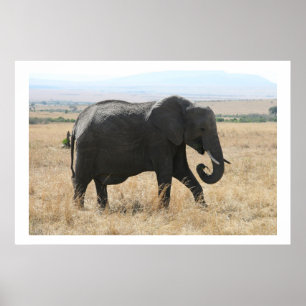 Elefantenspaziergang Poster
