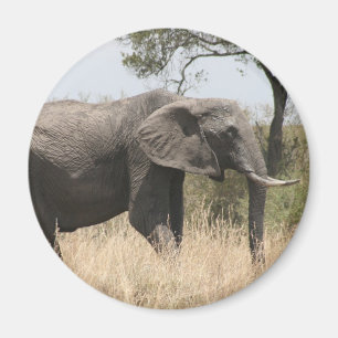 Elefantenspinne Magnet