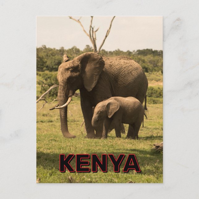 Elefantenweide in Kenia Postkarte (Vorderseite)
