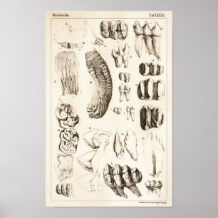 Elefantenzähne Veterinär Dental Anatomie Druck Poster