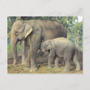 Elefantenzuchtzentrum Chitwan - Babby und Mami Postkarte