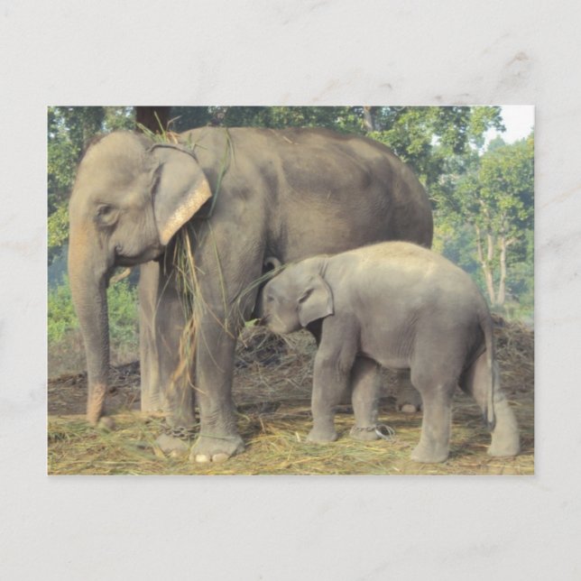 Elefantenzuchtzentrum Chitwan - Babby und Mami Postkarte (Vorderseite)
