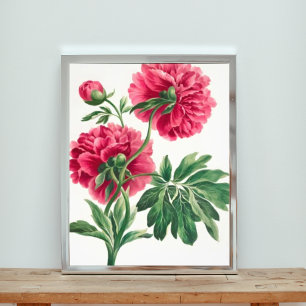 Elegance in Rosa: Eine Peony Illustration Fotodruck