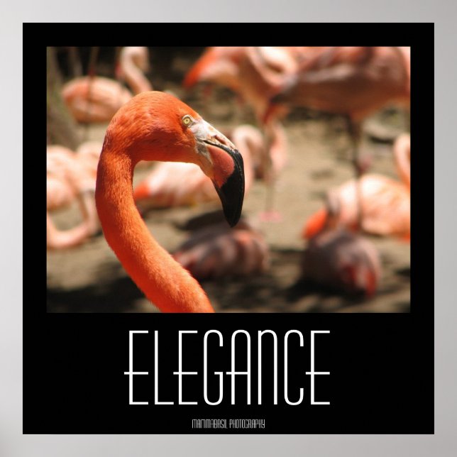 Elegance Poster! Poster (Vorne)
