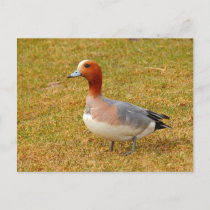 Elegance Postkarte