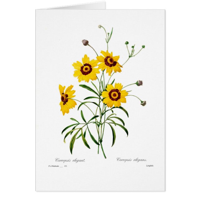 Elegans de Coreopsis (Devant)