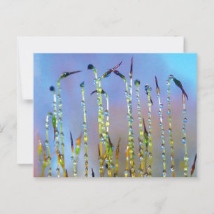Elegant, beruhigend, Taubenfallen botanisch Postkarte