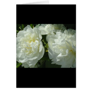 Elégant blanc peony floral blanc photo