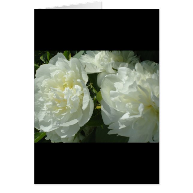 Elégant blanc peony floral blanc photo (Devant)