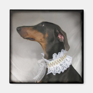 Elegant blue Doberman Pinscher Magnet
