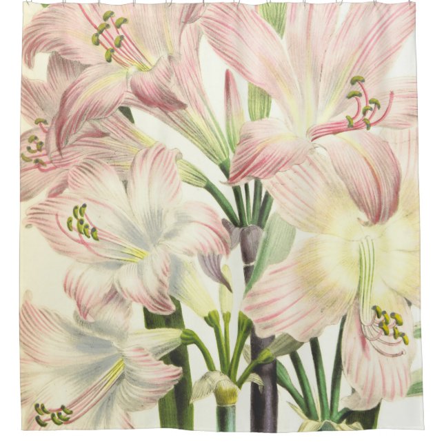 Elegant Blush Lilies Duschvorhang (Vorderseite)