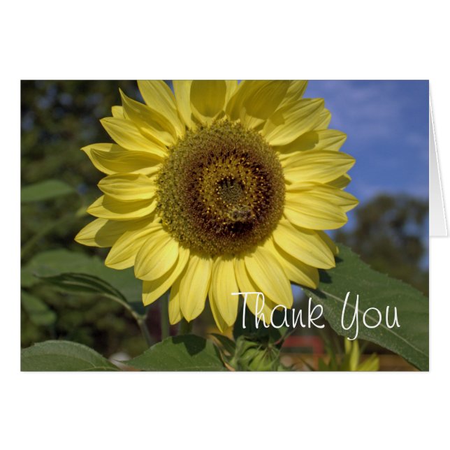 Elégant, brillant été tournesol jaune merci (Devant horizontal)