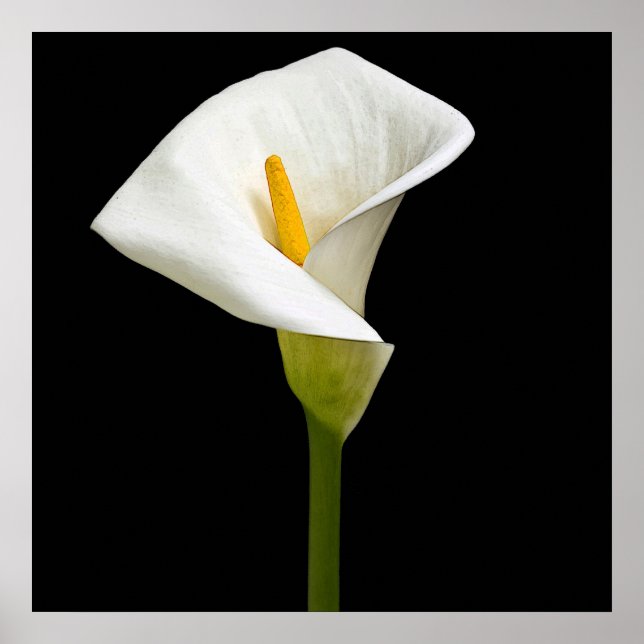 Elegant Cala Lily Poster (Vorne)