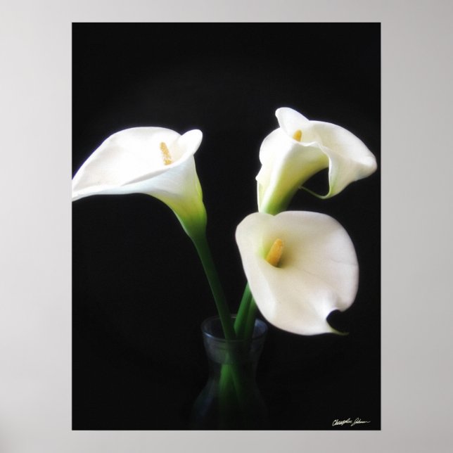 Elegant Calla Lily Blume 12 Poster (Vorne)