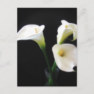 Elegant Calla Lily Blume 12 Postkarte