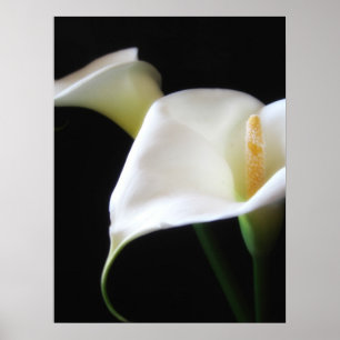 Elegant Calla Lily Blume 16 Poster