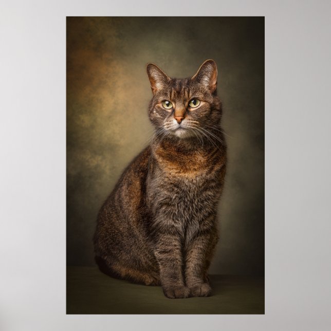 Elegant Cat Studio Portrait Poster (Vorne)