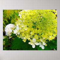 Elegant Chartreuse Green Limelight Hydrangea