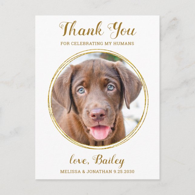 Elegant Chic Gold Pet Hund Hochzeit Vielen Dank Postkarte (Vorderseite)
