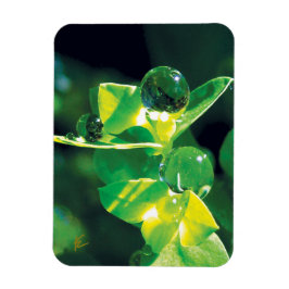Elegant Dew Drops on Green Leaves Magnet