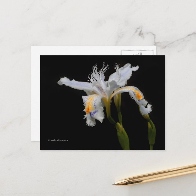 Elegant Floral Crested Iris Shaga Postkarte (Vorderseite/Rückseite Beispiel)