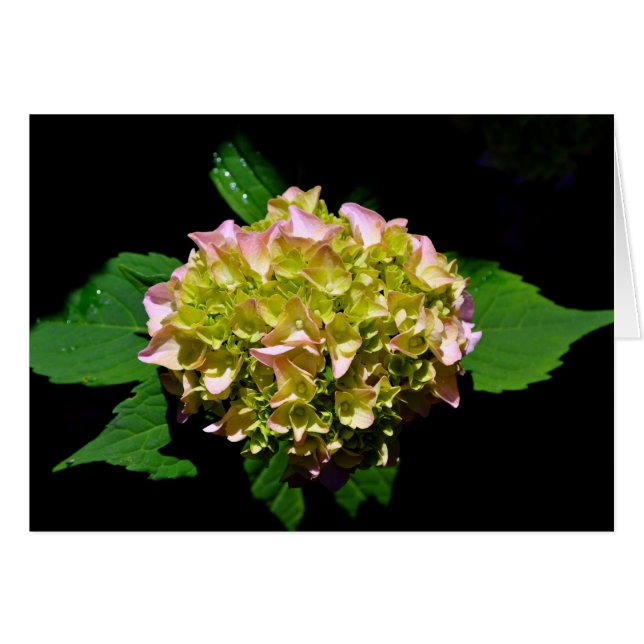 Elegant-gelb-rosa Hydrangea-Blume (Vorderseite (Horizontal))