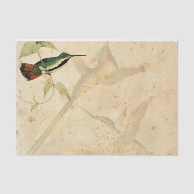 Elegant Hummingbird Seidenpapier (Vorderseite)