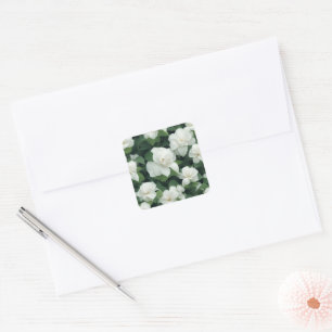 Elegant klassisch grün botanisch weiß Blüte Quadratischer Aufkleber